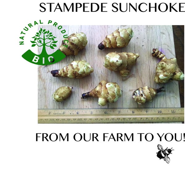 Stampede Sunchoke Tubers, aka Jerusalem Artichokes, Grown using Non-Certified Organic Methods