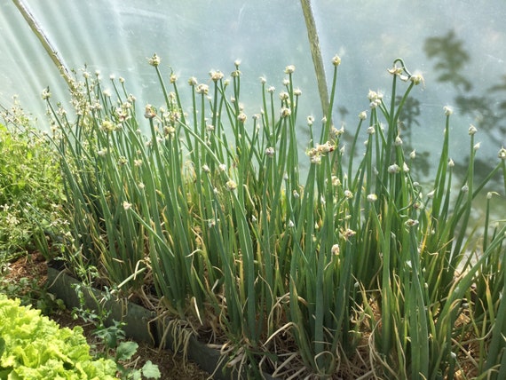 LIVE Egyptian Walking Onion Plants - Grown using Organic Methods - Permaculture Perennial