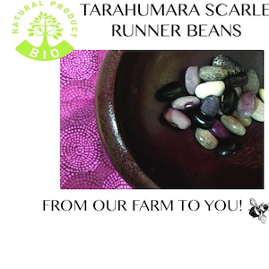 Tarahumara Scarlet Runner Beans
