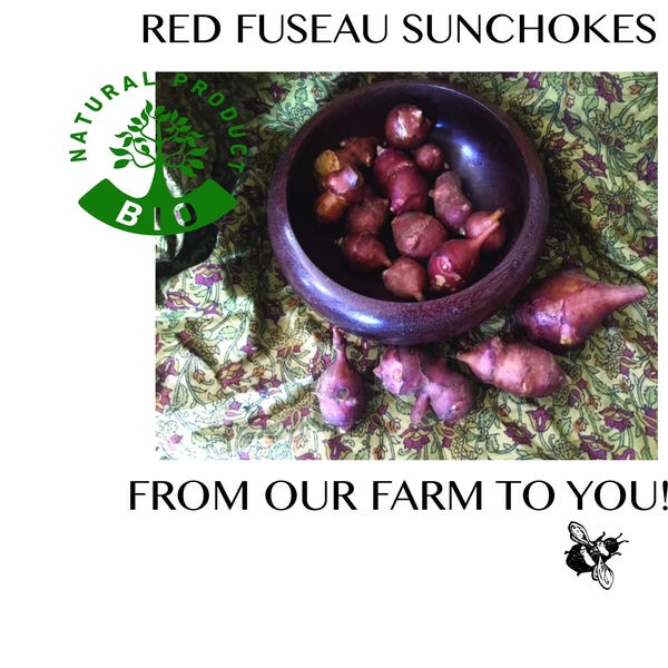 Red Fuseau Sunchoke Tubers, aka Jerusalem Artichokes, Grown using Non-Certified Organic Methods