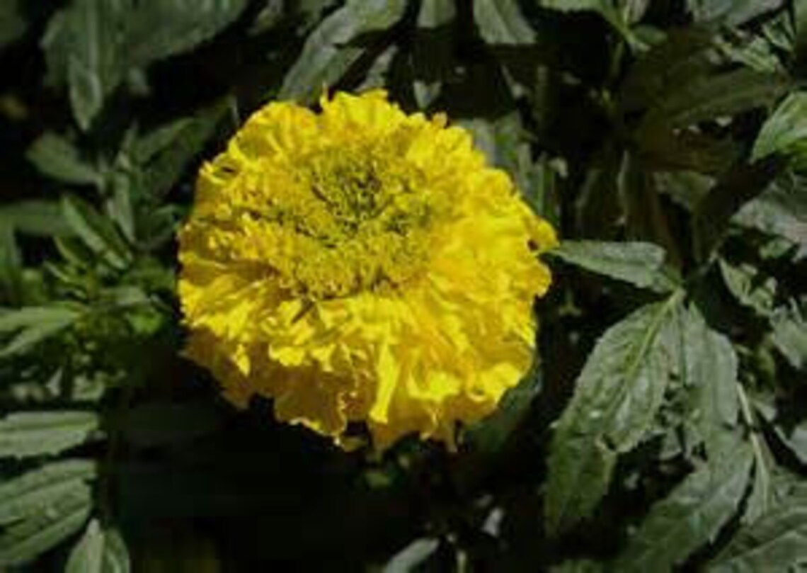 Mexican Marigold Seeds Etsy