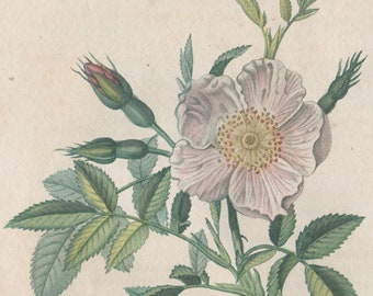 Eglantier (Dog Rose)  - French herbal medicinal botanical engraving, 1818