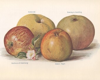 Apples, English antique botanical fruit food chromolithograph print, 1924