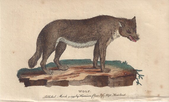 Wolf - Antique English 18th century animal engraving, 1799.