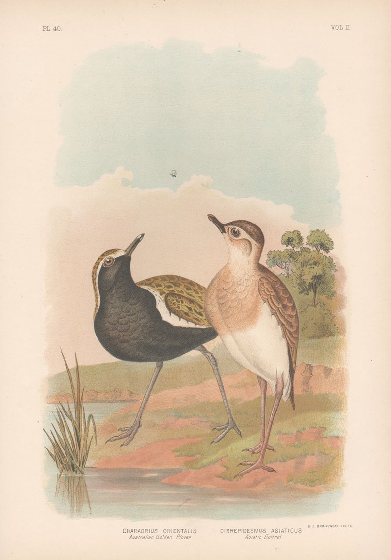 Bird print antique Australian Golden Plover and Asiatic Dottrel Broinowski Birds of Australia art picture chromolithograph print 1889
