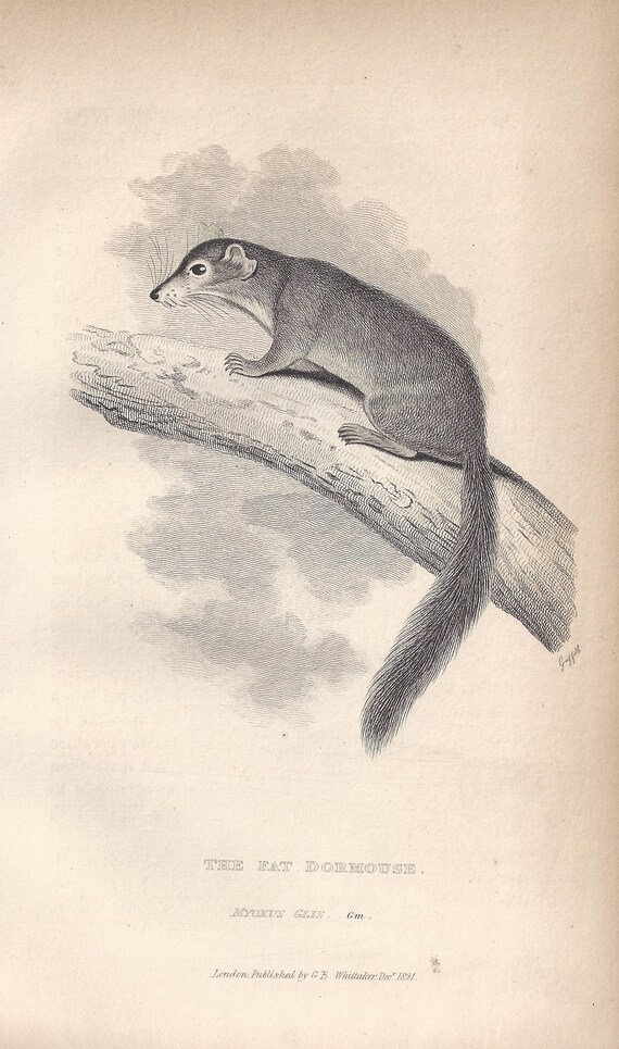 The Fat Dormouse Antique English Early 19th Century Animal Engraving 1827 - 