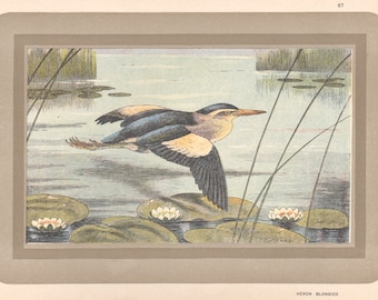 Heron Blongios - Little Bittern, original French antique vintage water bird chromolithograph print, 1931