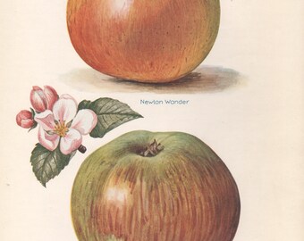 Apples, English antique botanical fruit food chromolithograph print, 1924