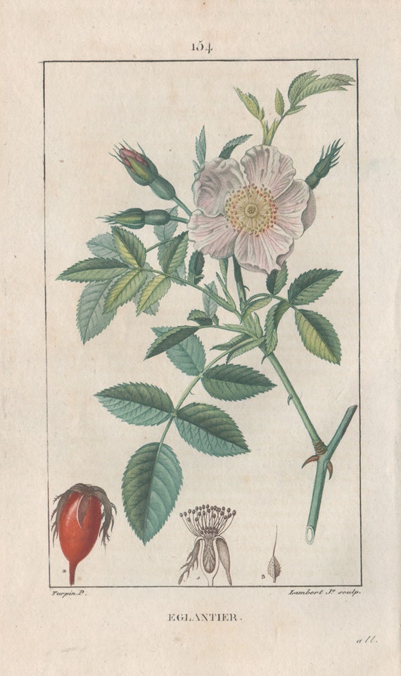 Eglantier Dog Rose French Herbal Medicinal Botanical Etsy