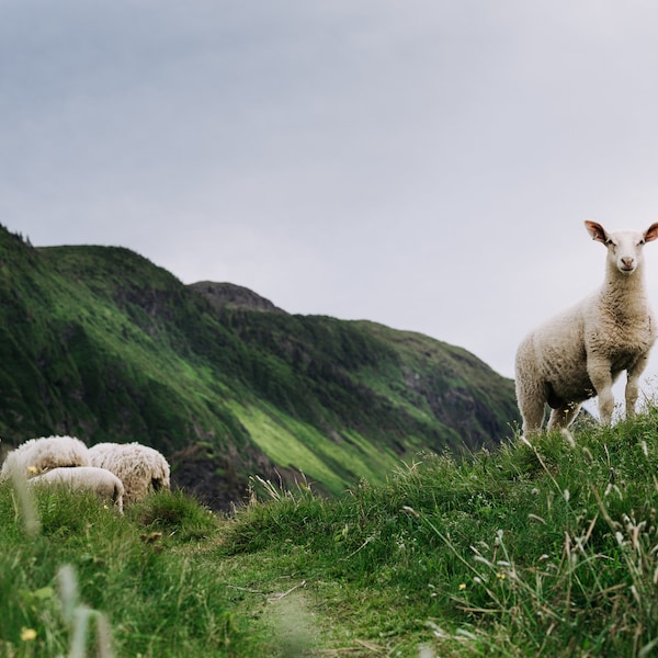 Grazing Sheep | Newfoundland Photography | Atlantic Canada | Gros Morne National Park | Green Gardens Hike | Home Decor | Digital Download