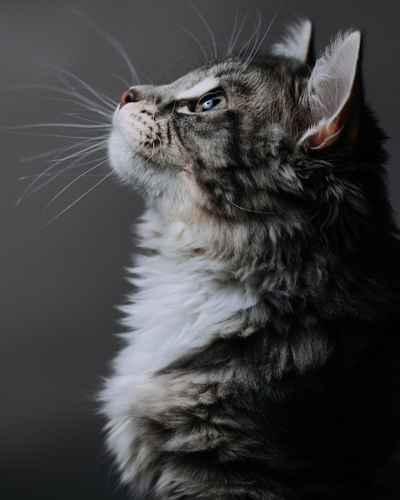 Domestic Longhair Long Haired Grey Tabby Cat Long Hair Tabby Cat