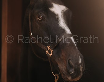 Dark Horse Portrait | Digital Download | Equestrian Photography | Gift for Horse Lover | Pet Portrait | Wall Art | Country Home Decor