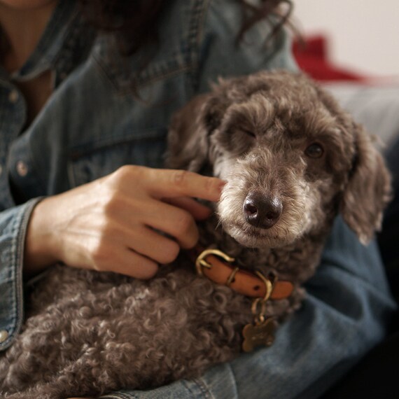 Toy dog tags cheap