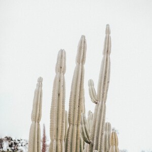 Cactus, Flower, Desert, Palm Springs, Wall Art, Print, Decor, Modern, Digital Download