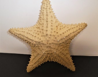 Beautiful NATURAL Genuine STARFISH/Sea Star/Wedding Decor/Beach, Nautical Theme/Home Decor