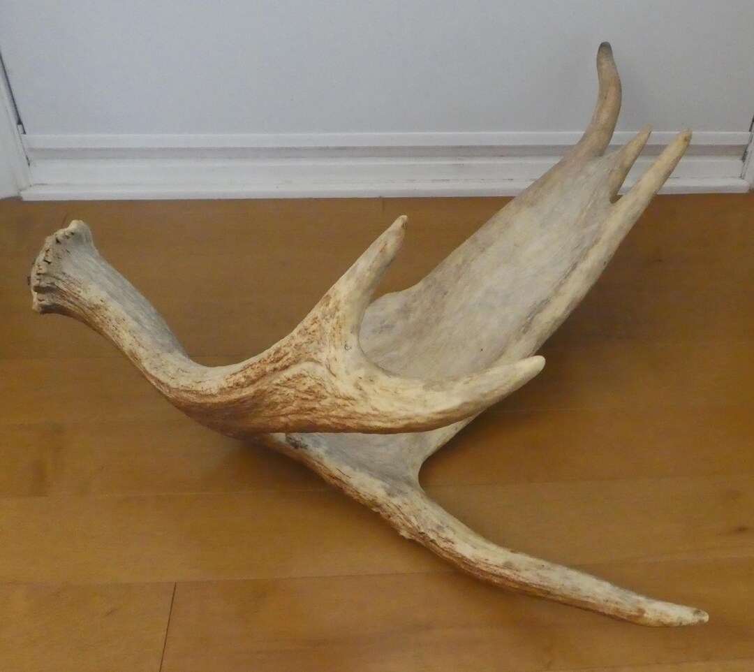 Genuine Moose Antler Shed/natural Canadian Bull Moose Antler/rustic ...