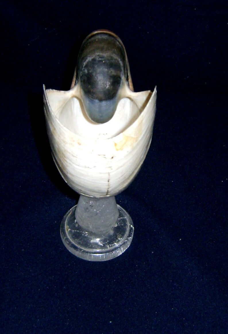 feet in rock crystal with Nautilus shell