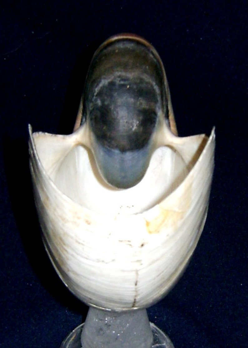 feet in rock crystal with Nautilus shell