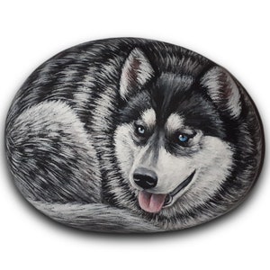 May include: Hand-painted rock art of a black and white husky dog with blue eyes. The dog is painted in a realistic style and is curled up in a sleeping position.