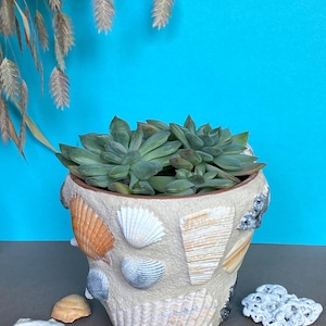 Może przedstawiać: Beżowa ceramiczna donica ozdobiona muszlami, zawierająca zieloną roślinę sukulent. Donica ma teksturowaną powierzchnię i jest ozdobiona różnymi muszlami. Tło jest jednolicie niebieskie.