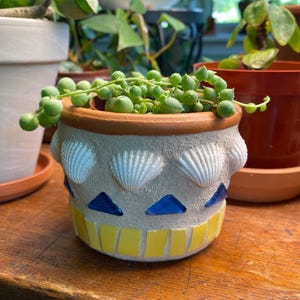 May include: A small succulent plant with green round leaves growing in a terracotta pot decorated with white seashells, blue and yellow mosaic tiles.