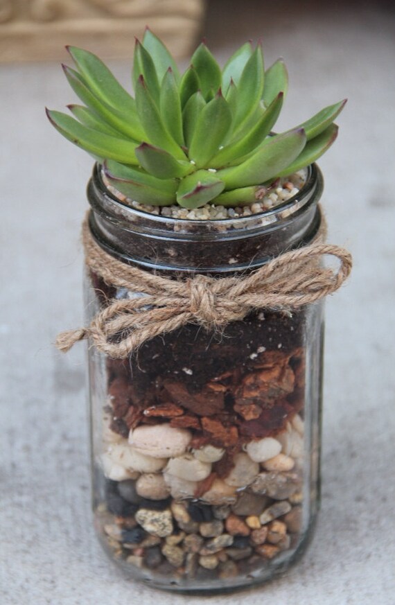 Items similar to MASON JAR terrarium succulent terrarium, Gift, Wedding, Plants, Zen Garden on Etsy