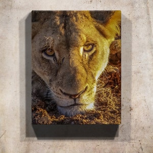 Lion Canvas Art, Canvas Lion Print, Kruger Park Wildlife Canvas Art, Canvas Safari Art, Gallery Wrap Canvas, Canvas Wall Art, Canvas Print