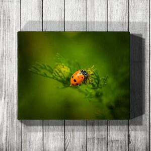 Canvas Ladybug Print, Ladybug Art Print, Canvas Nature Print, Ladybug Wall Art, Ladybug Photography, Mothers Day Gift for Her