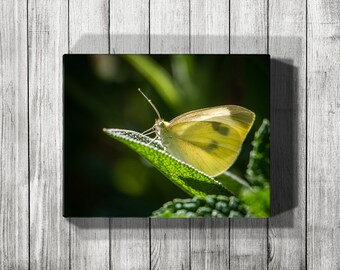 Yellow Butterfly Print, Canvas Butterfly Art Print, Buttefly Photograph Nature Print, Butterfly Wall Art, Garden Photography Wall Art