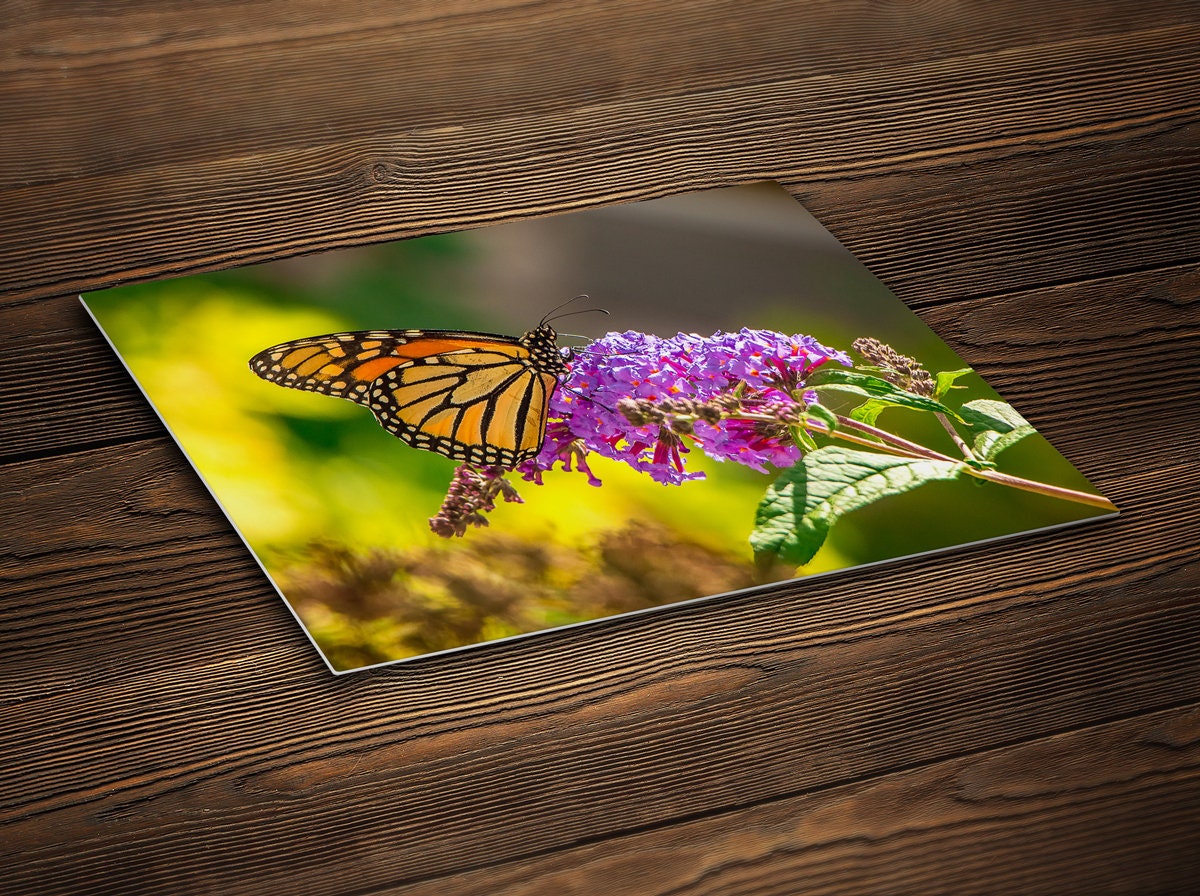 Monarch Butterfly Metal Art Print Butterfly Photograph Etsy