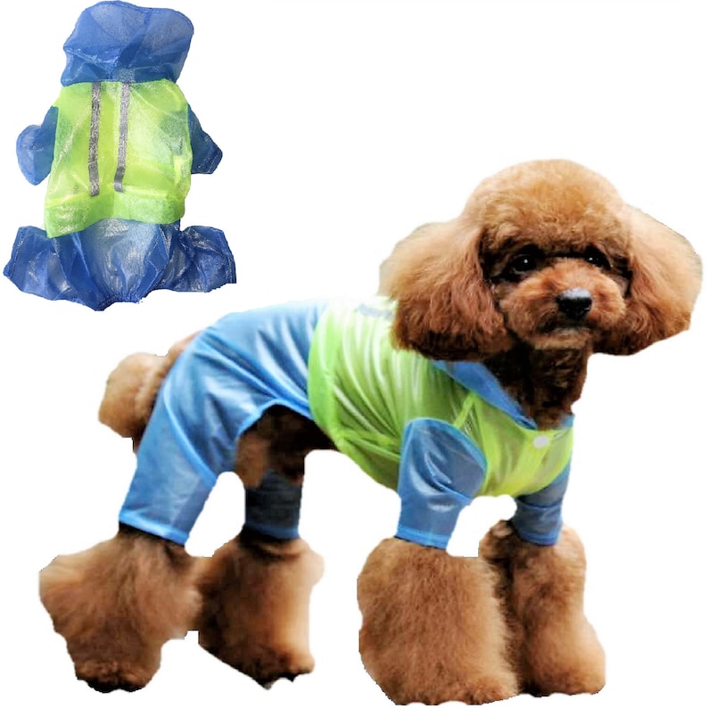May include: A small brown dog wearing a blue and green raincoat with a hood. The raincoat has reflective strips on the back.