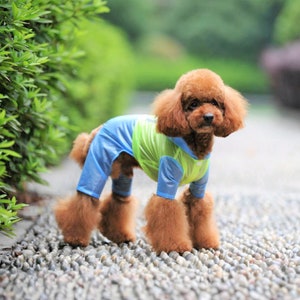 May include: A small brown dog wearing a blue and green raincoat. The dog is standing on a path made of small stones.