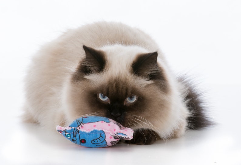 durable cat toys