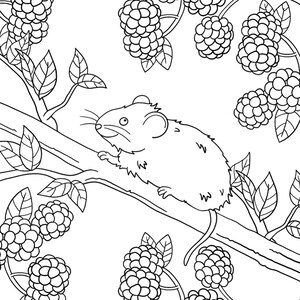 May include: A black and white line drawing of a mouse sitting on a branch of a blackberry bush. The mouse is looking to the right and has a long tail. The blackberry bush has many berries and leaves.