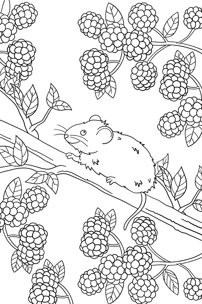 May include: A black and white line drawing of a mouse sitting on a branch of a blackberry bush. The mouse is looking to the right and has a long tail. The blackberry bush has many berries and leaves.