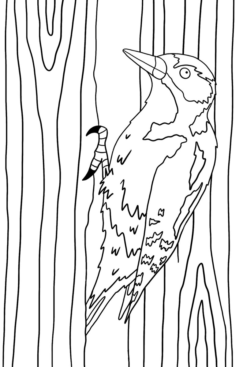 May include: A black and white line drawing of a woodpecker perched on a tree trunk. The woodpecker has a long beak and a distinctive pattern of feathers.