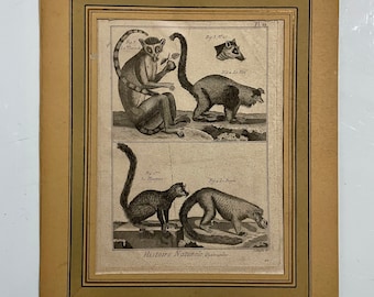 Gravure française ancienne sur papier, XVIIIe siècle. Histoire naturelle. Lémuriens.