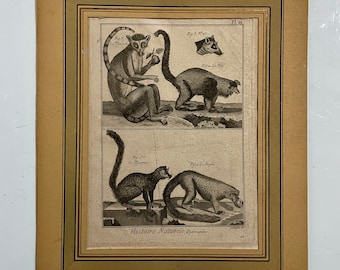 Gravure ancienne française des années 1700 sur papier. Histoire naturelle. Lémuriens.