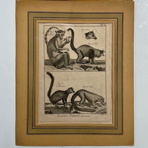 1700s French Antique Engraving shops on paper. Natural History. Lemurs.