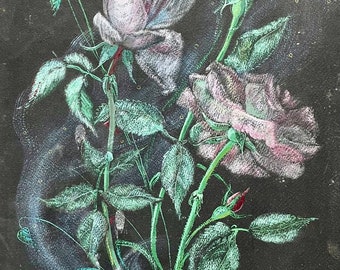 1930s French pastel painting on black paper. Bunch of pink roses.