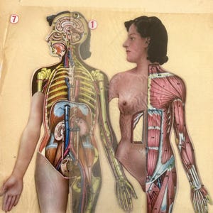 1950s French Vintage Medical 4 Layered Anatomical Illustration on two sheets. Curiosity Cabinet. Science museum. Antique Curio.