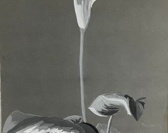 Illustration à la gouache française des années 30 sur papier. Croquis botanique de Calla Lily. Floral. Fleurs.