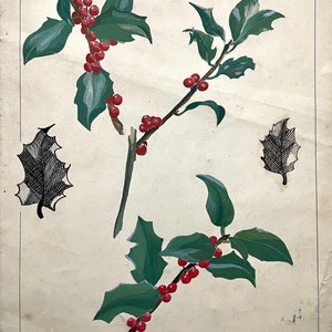 Pintura francesa em guache sobre papel, década de 1930. Azevinho (Azevinho comum). Composição floral. Botânico