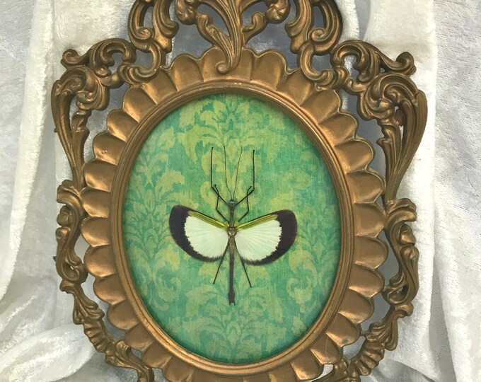 Specimen Antique Frames Atomic Folk Art On Hold Payment Pending Reserved For Misha Stick Insect Vintage Frame