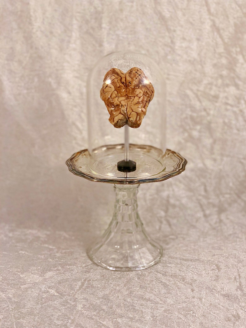 Real Dry Preserved Sheep Brain Ornate Glass Silver Display Stand