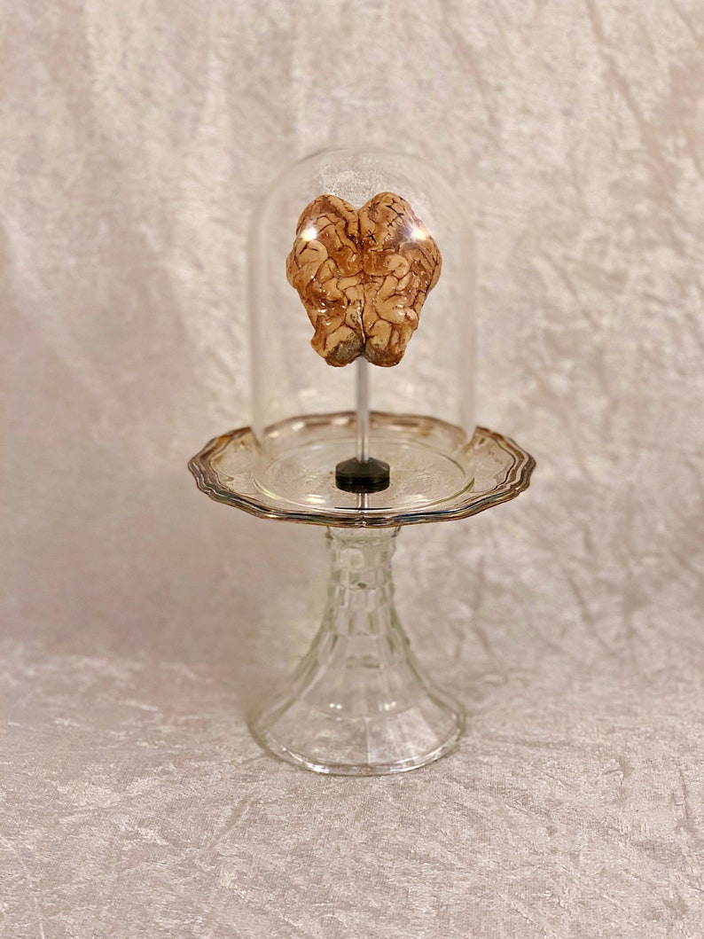 Real Dry Preserved Sheep Brain Ornate Glass Silver Display Stand