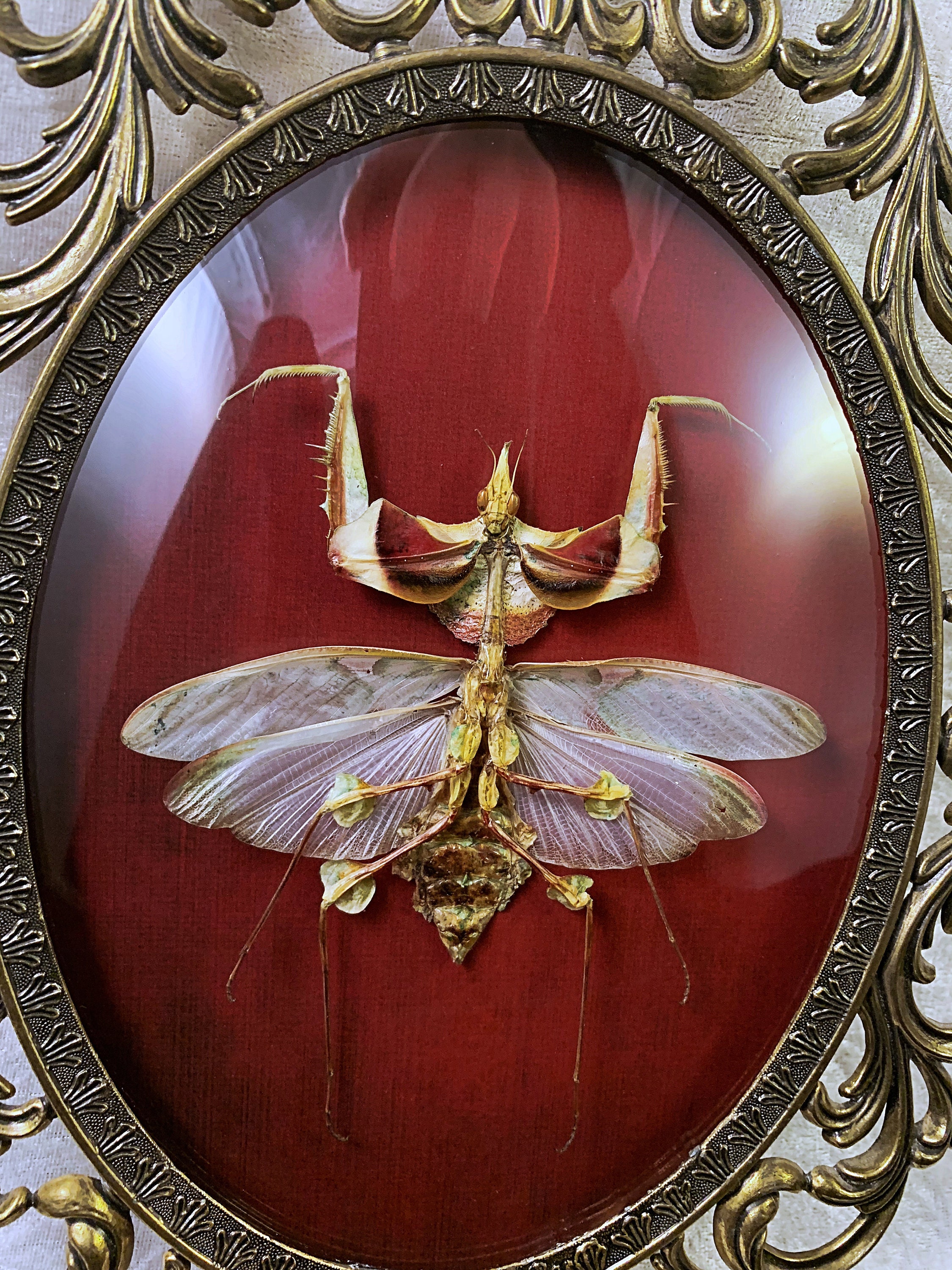 Devil's Flower Mantis - Giant Praying Mantis - Distressed Red