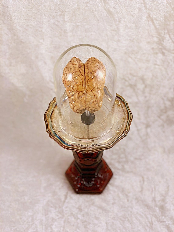 Real Dry Preserved Sheep Brain Ornate Red Glass Silver Display Stand