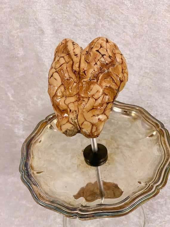 Real Dry Preserved Sheep Brain Ornate Glass Silver Display Stand