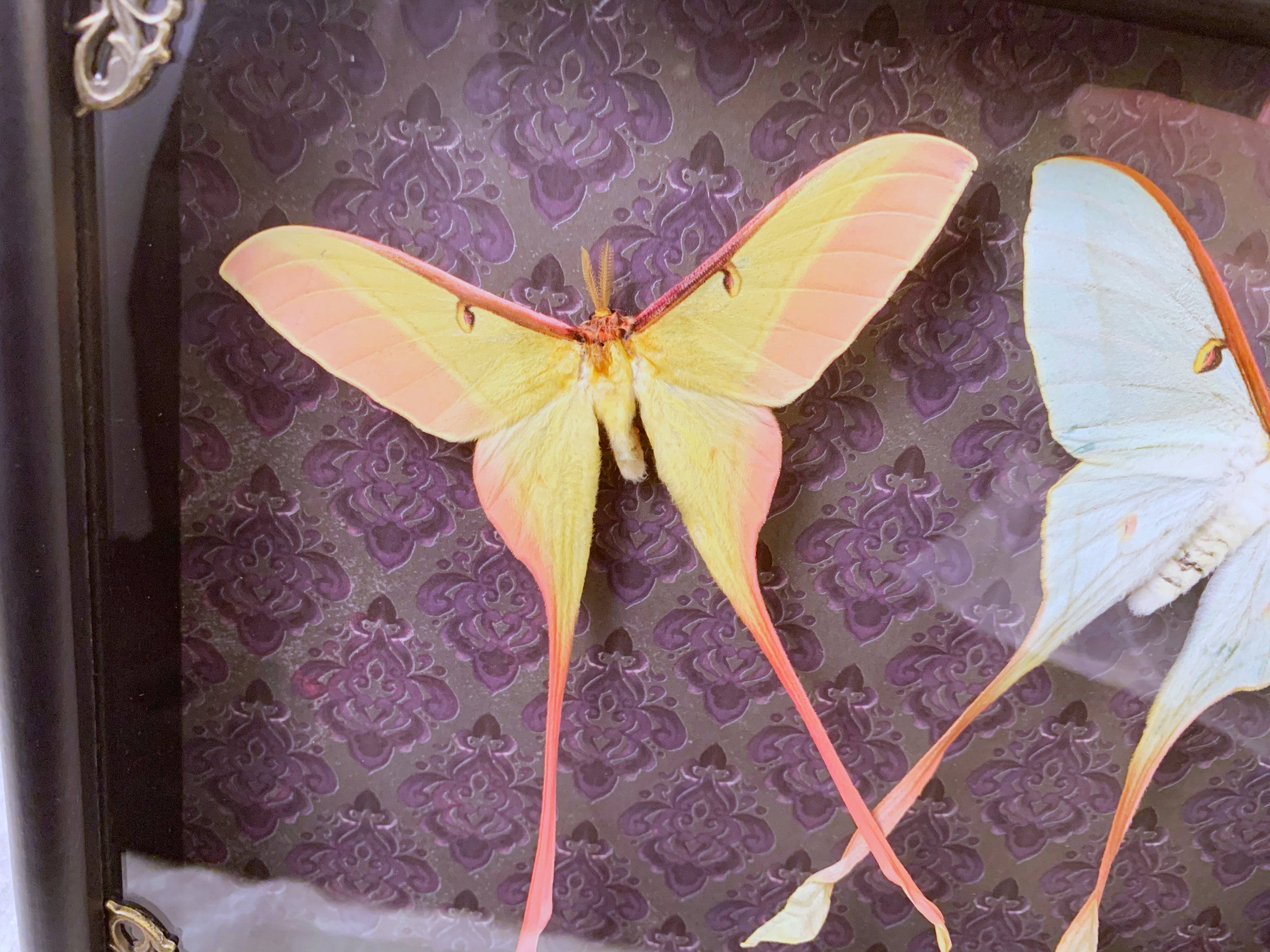 Chinese Moon Moth Duo; Male & Female Gray/Purple Damask